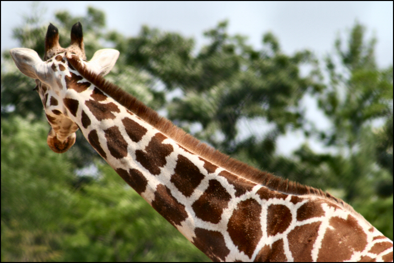 Giraffe_1_by_WhisperedLitany08.jpg