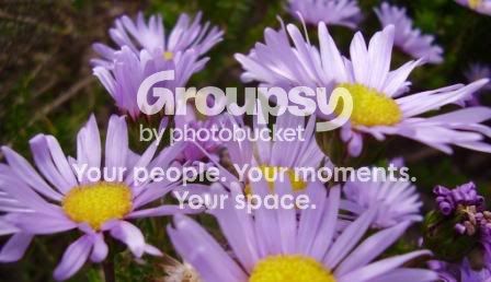 flowerscompr.jpg