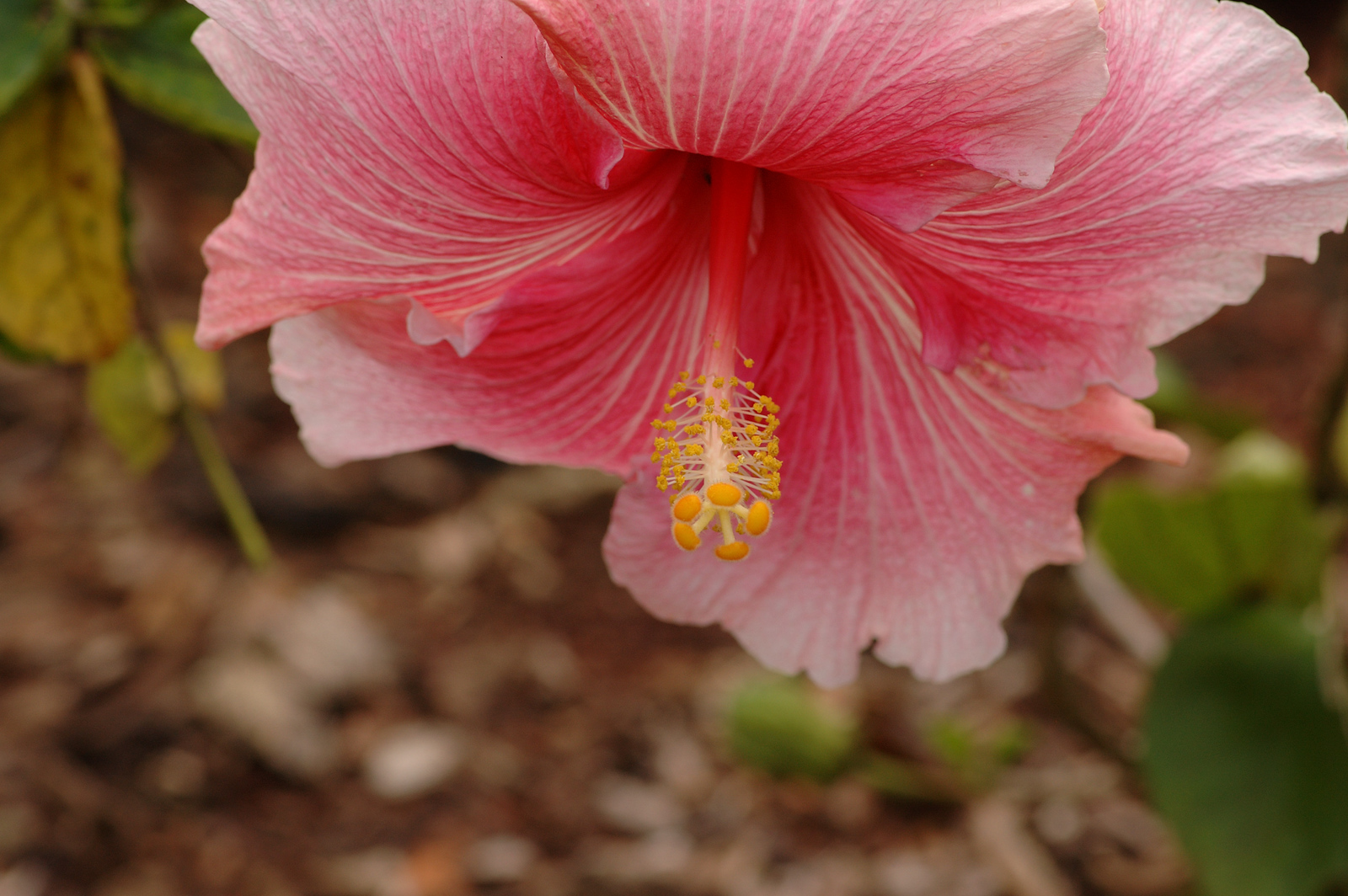 DSC_0125-X3.jpg