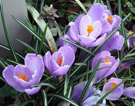 Flowers1.jpg