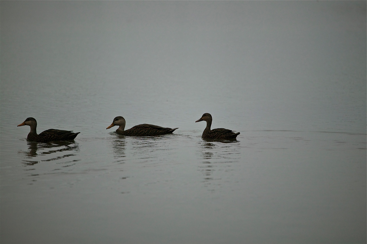duck.jpg
