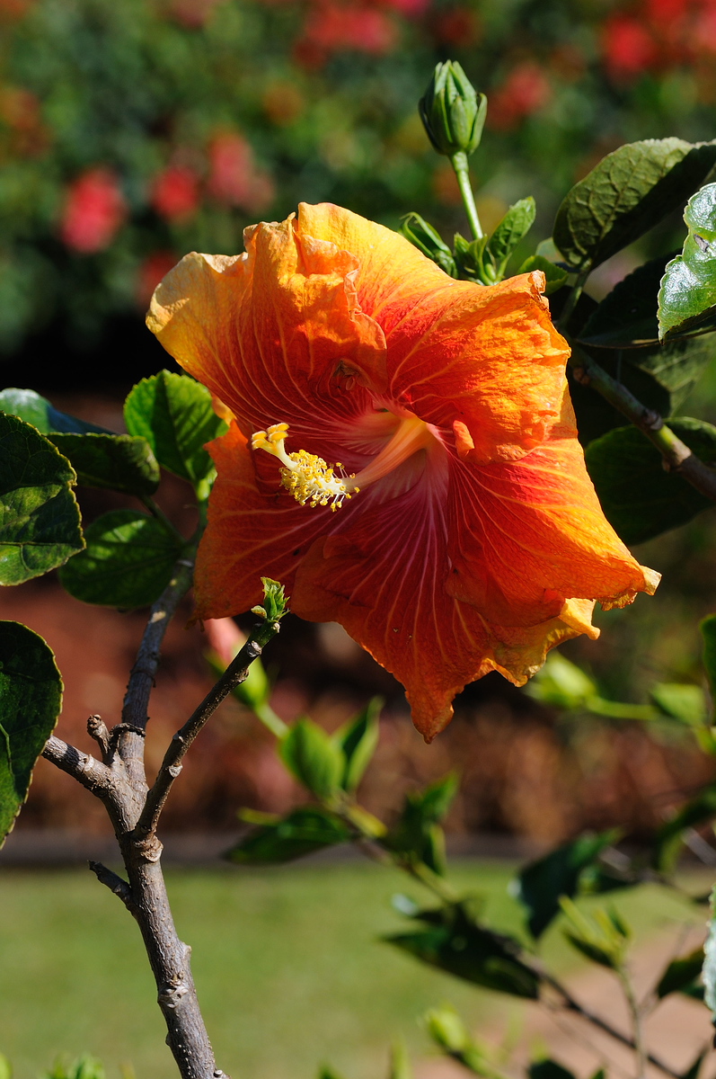 DSC_0020-X3.jpg