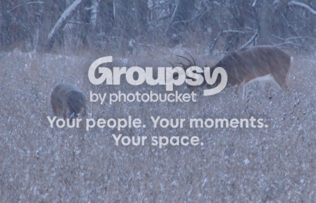 snowanddeer12-15-16100-1.jpg