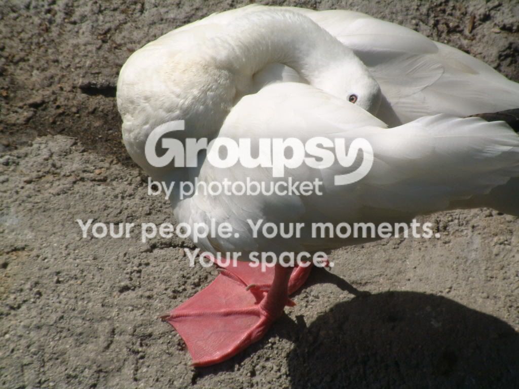 DSCF2772.jpg