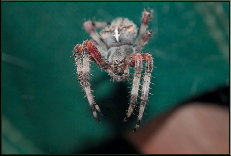 SPID2.jpg