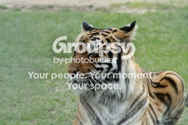 tiger.jpg