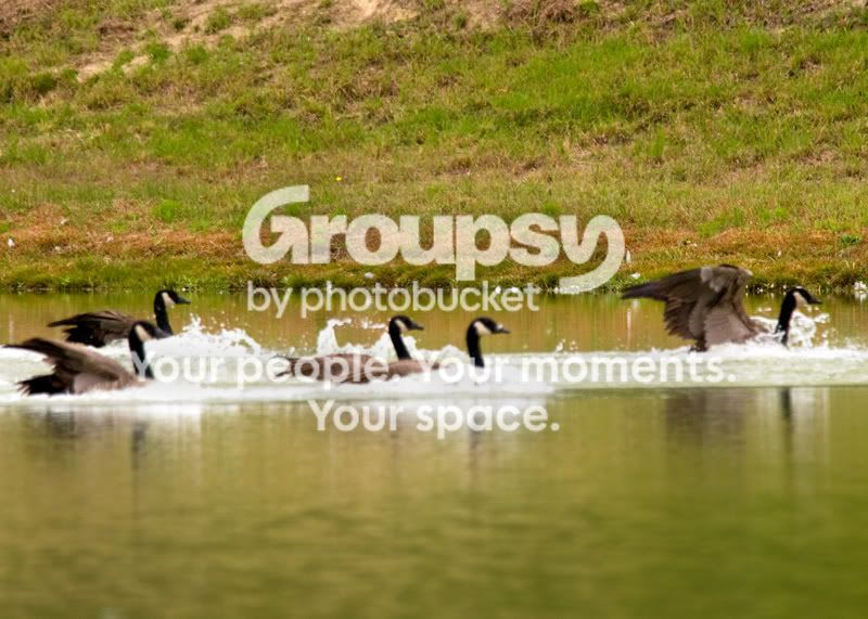 Geese-Landing-14.jpg