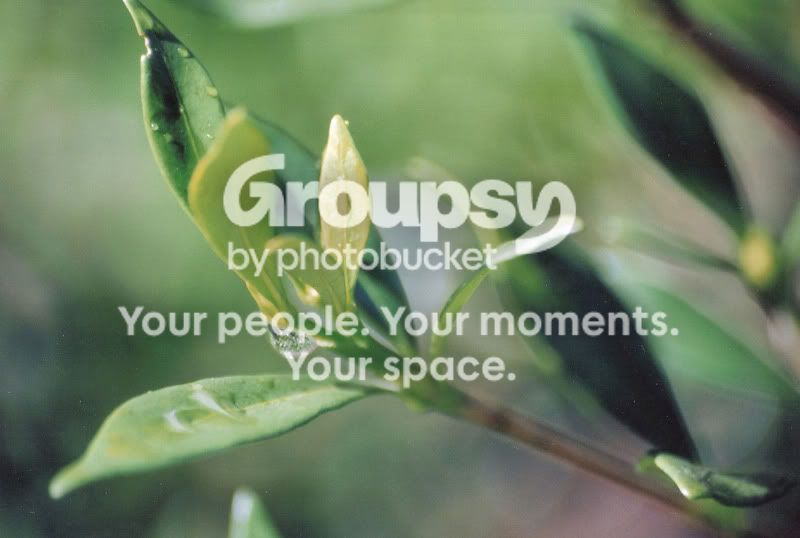 droponbushleaf.jpg