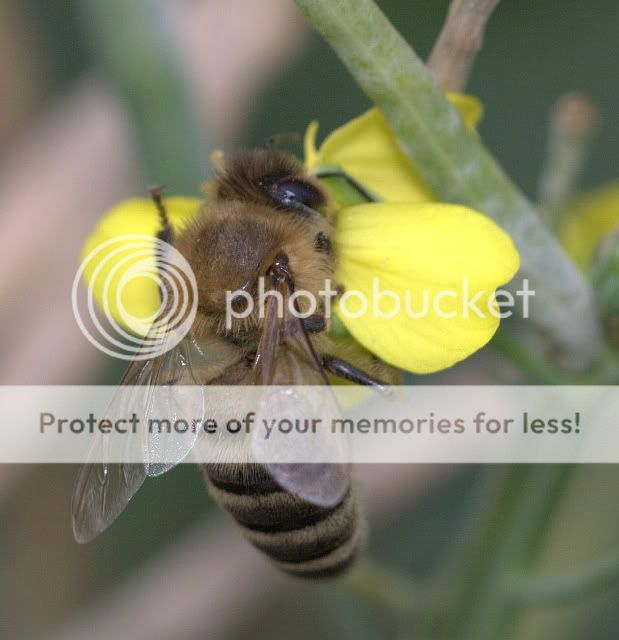 bee8-30-09.jpg