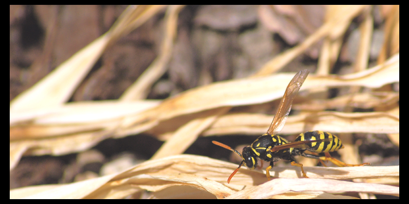Wasp_on_the_Move_by_ian505c5.jpg