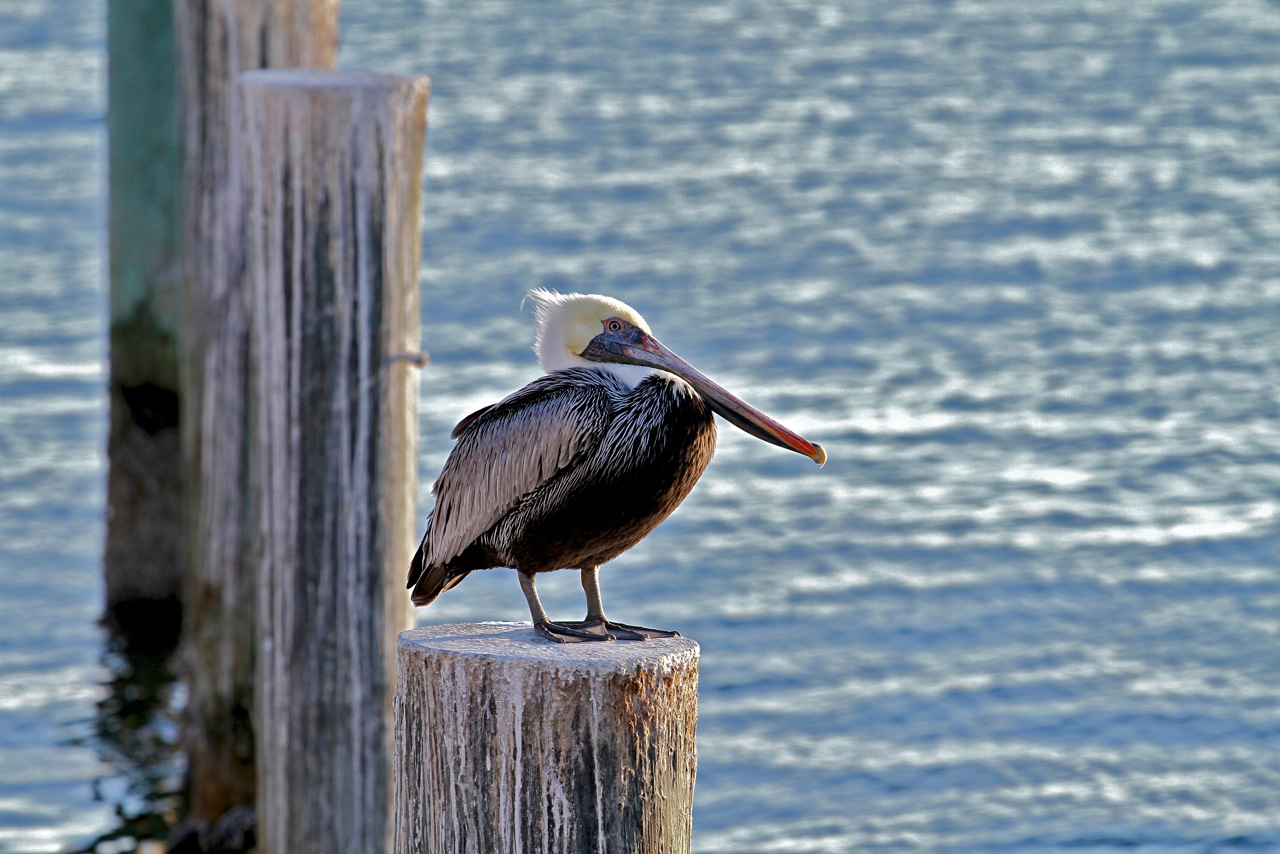 Pelican.jpeg