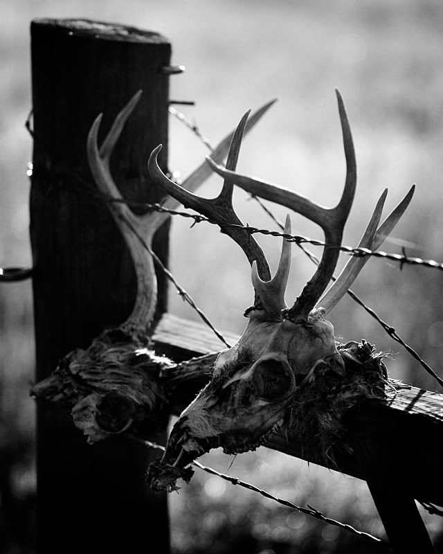 deaddeer0018x10-bwweb.jpg