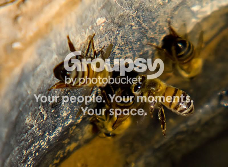 whatsthebuzz2.jpg