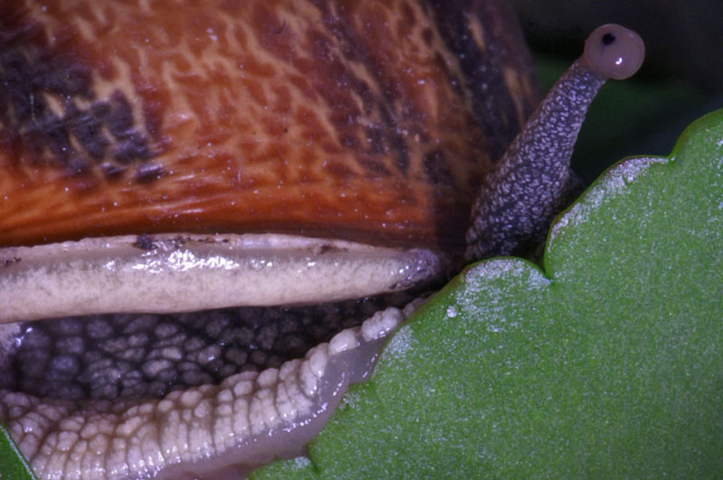 snail_04.jpg