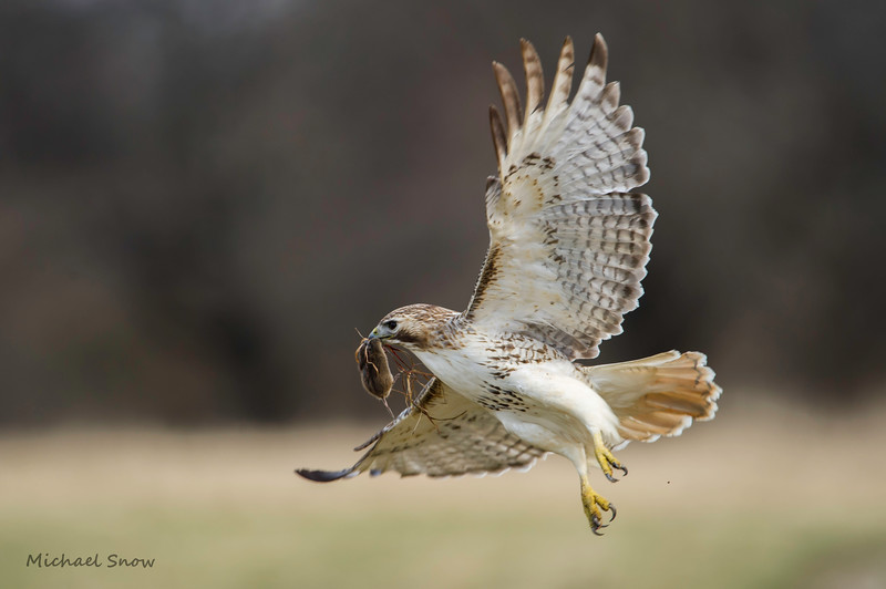 MSP_9484-3-L.jpg