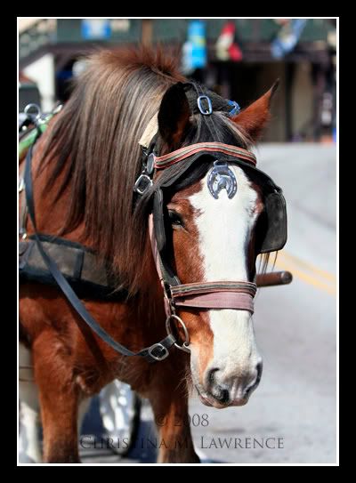 HelenGahorsecopy.jpg