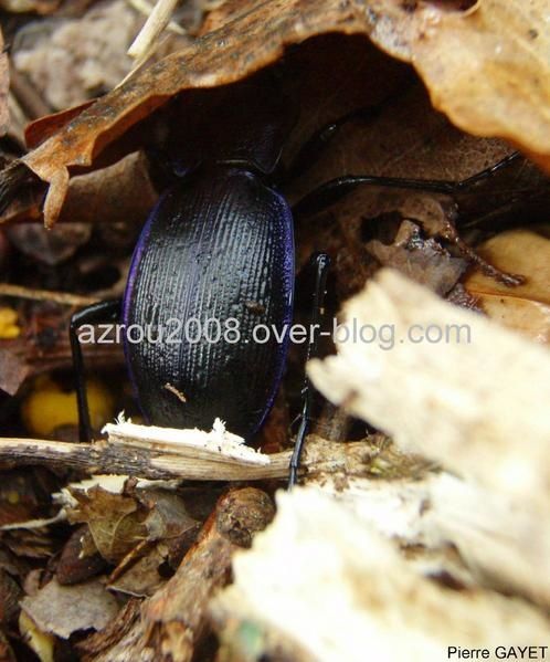 insecte_feuille.jpg