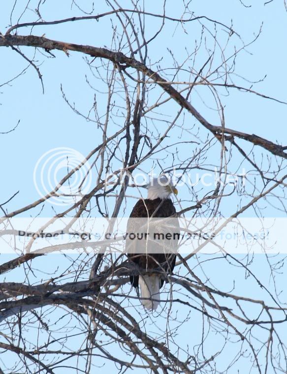 eagle.jpg
