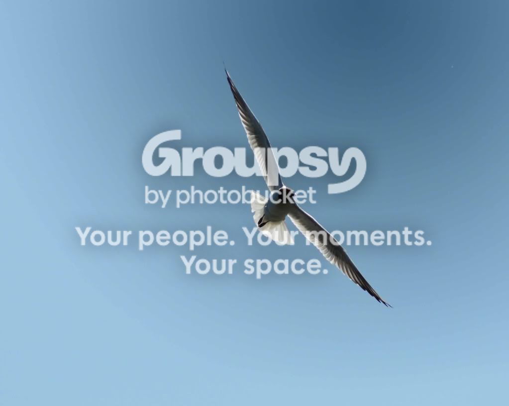 hgull5.jpg