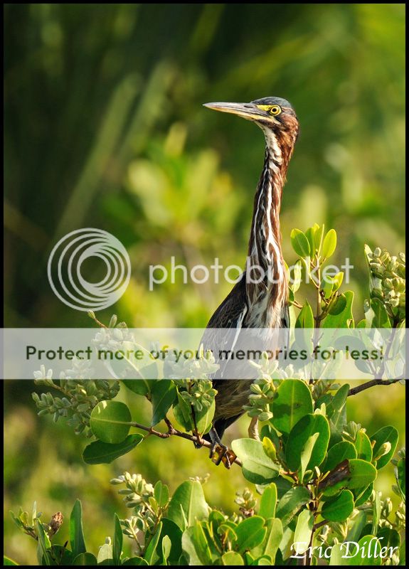 PIC_0039copy.jpg