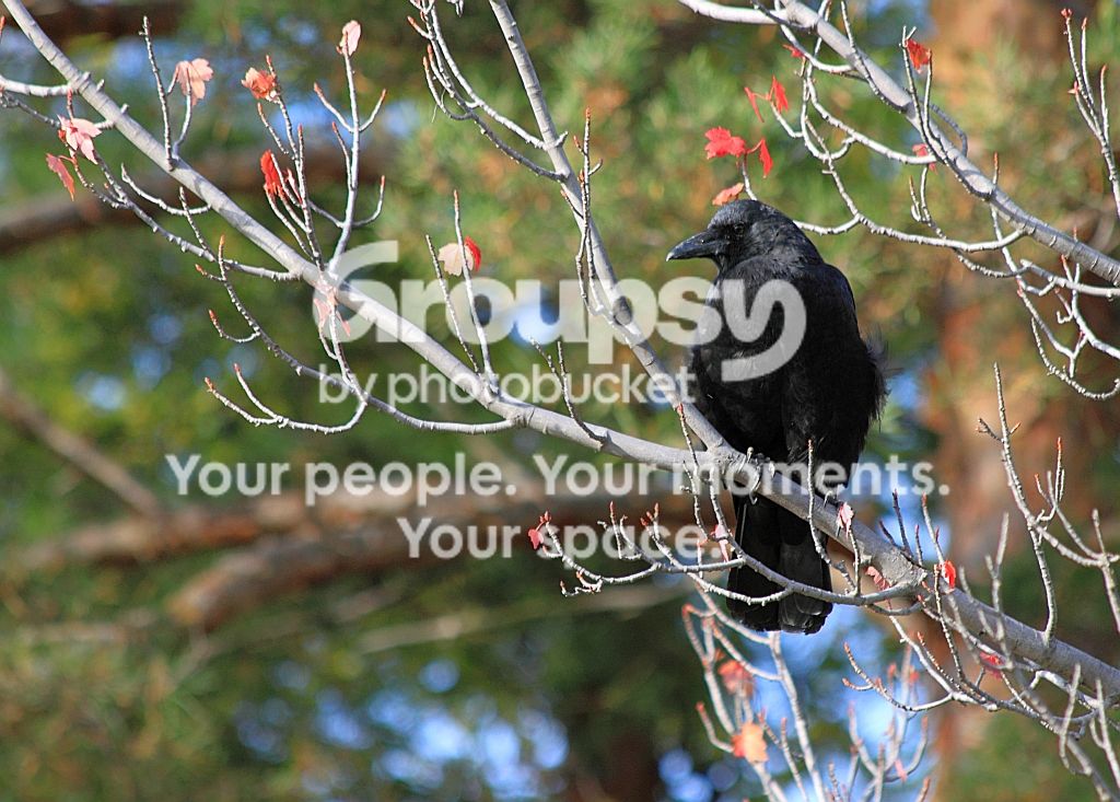 Crow10-21-10rs.jpg