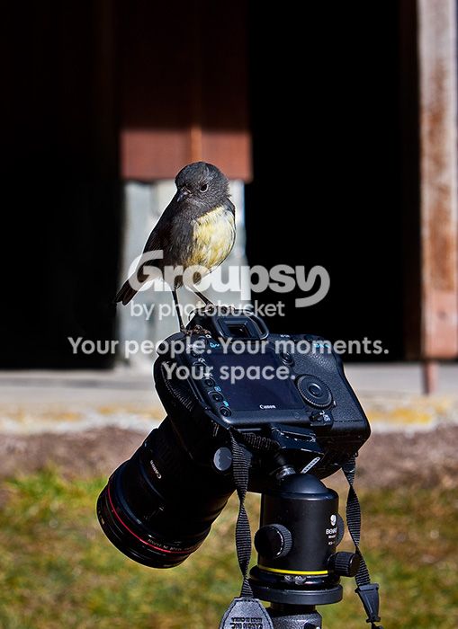 robin-camera.jpg