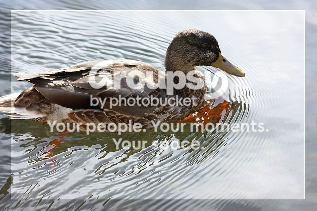 Mallard4.jpg
