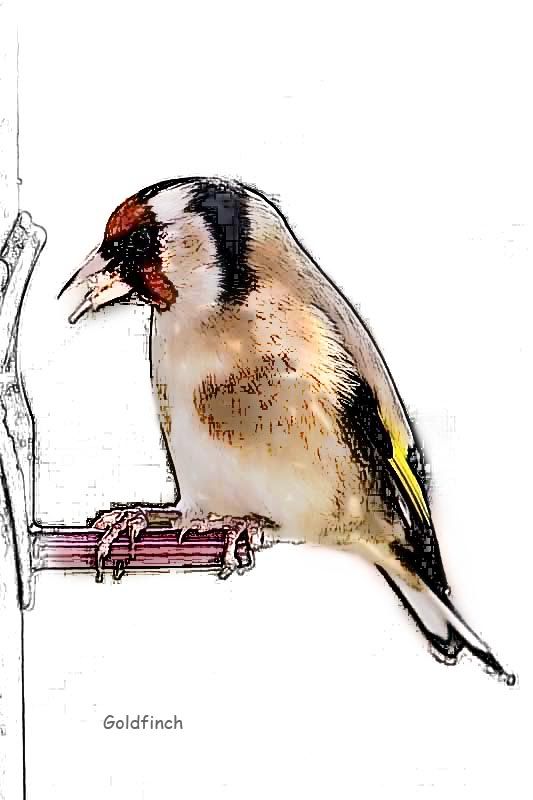 Goldfinch-002.jpg