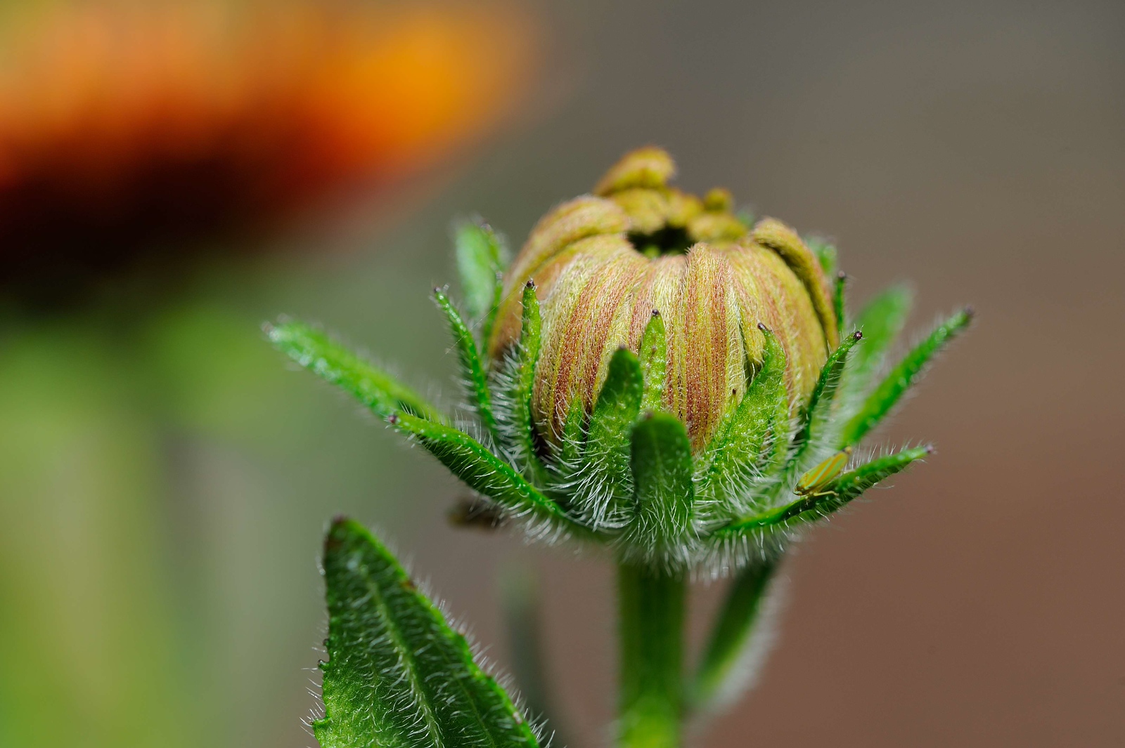 DSC_00260-X3.jpg