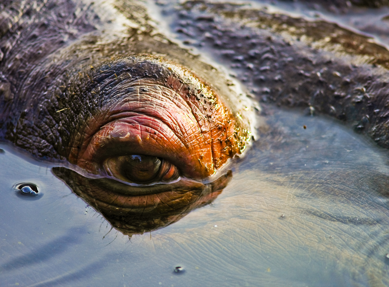 hippo_sees_you_by_djacob372-d33ry6g.jpg
