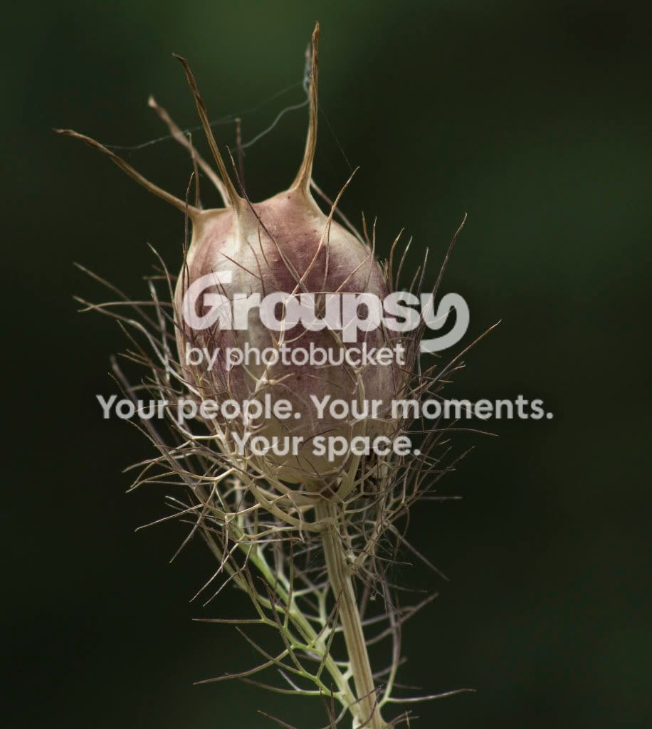 spikey.jpg