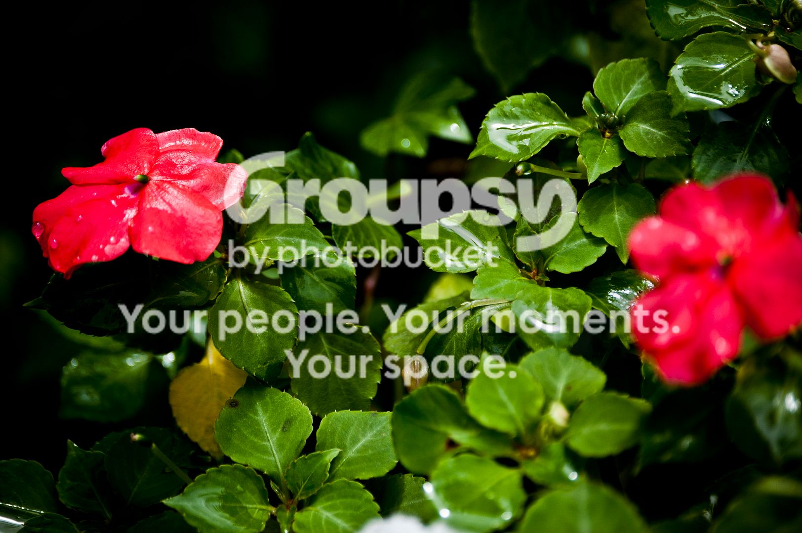 flowers.jpg
