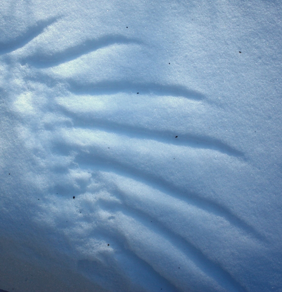 wingprint.jpg