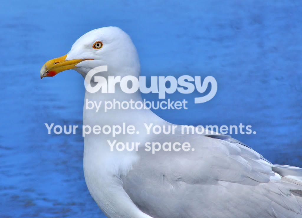 Seagull.jpg