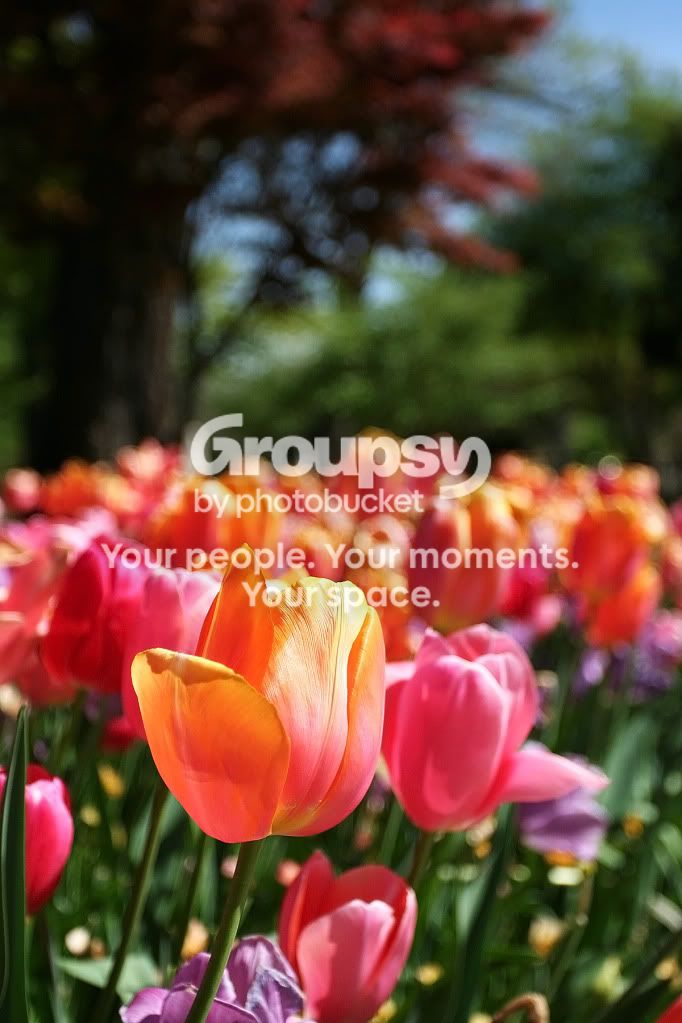 tulip2.jpg
