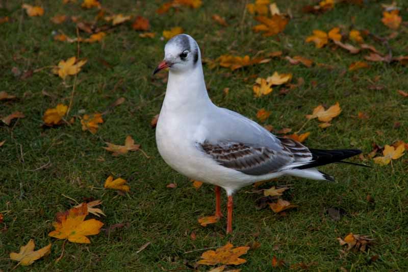 Autumngull.jpg