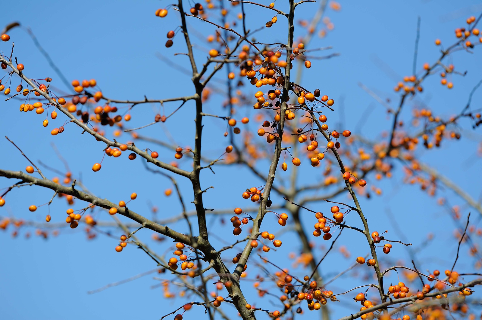 DSC_00043-X3.jpg