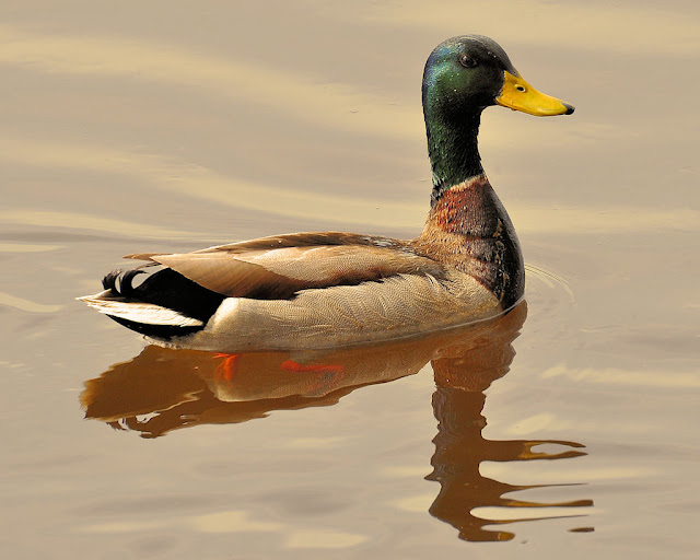 mallard_05a.jpg