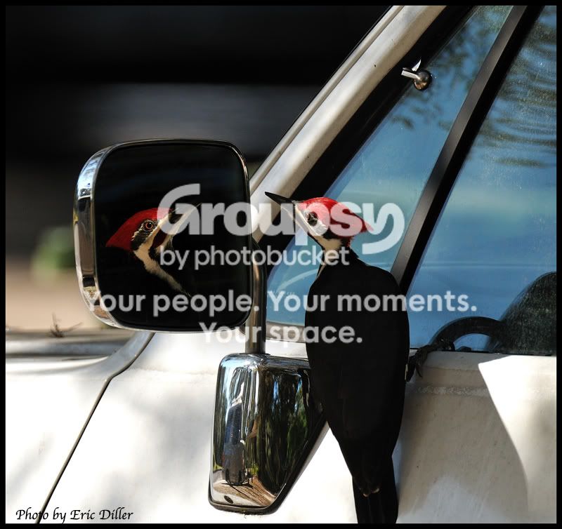 ECD_5425copy.jpg