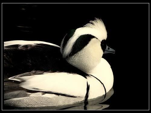 bird8.jpg