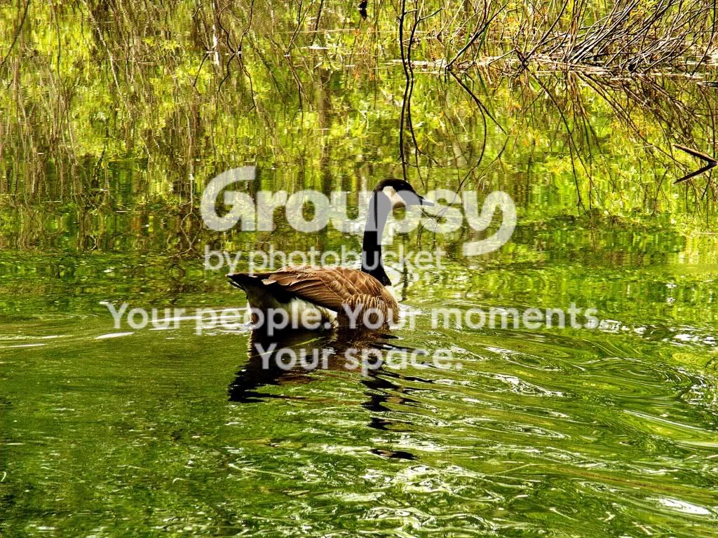 gooseswim2.jpg