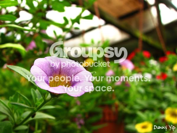 Flowers4.jpg