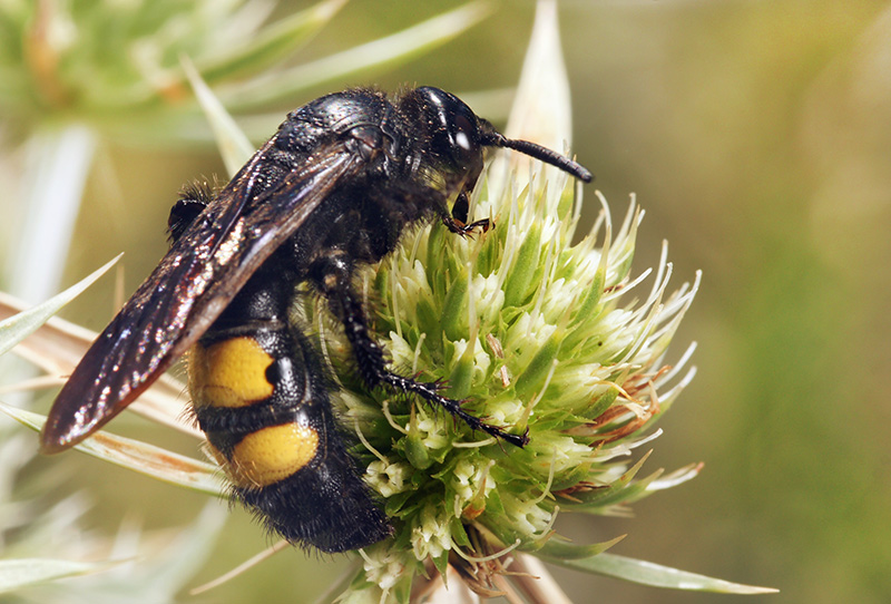 bee_08.jpg