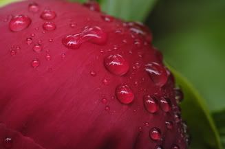 redpeonydewwebc2.jpg
