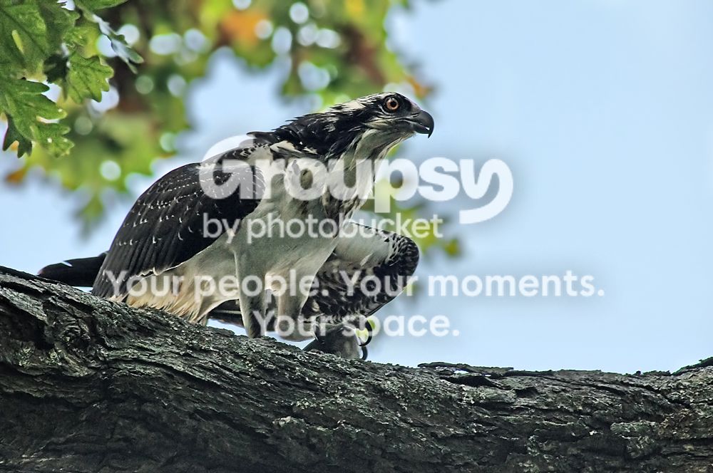 Ospreyrawtpf3copyb.jpg