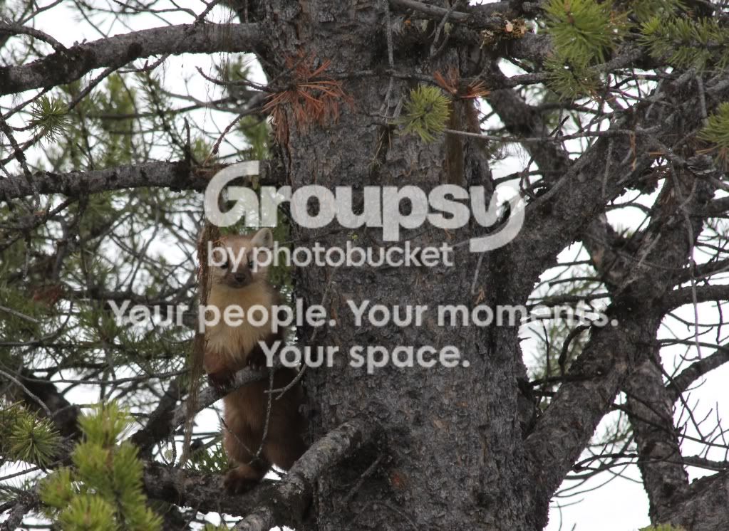 Weasel4.jpg