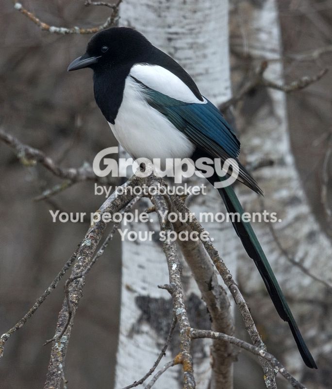 Magpie%20x%20800%20high_zpsj80yaojg.jpg