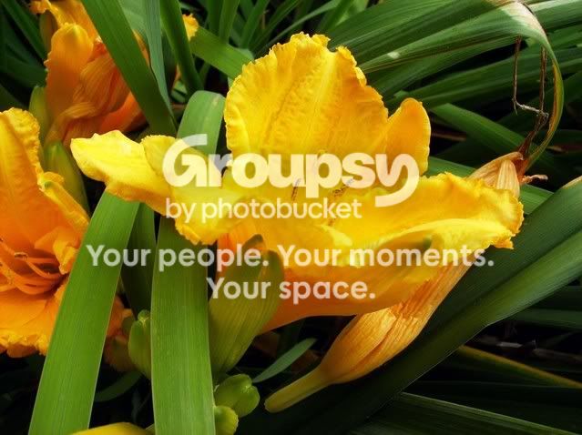 Flowersetc009.jpg