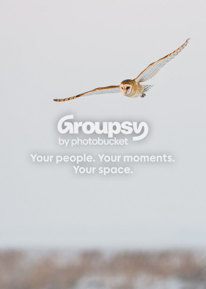 owl3_zps333271ba.jpg
