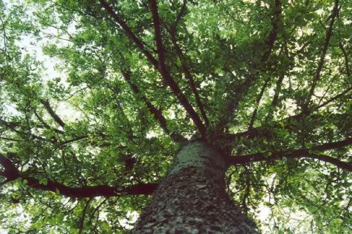 Tree___Film_by_PrecociousEmber.jpg